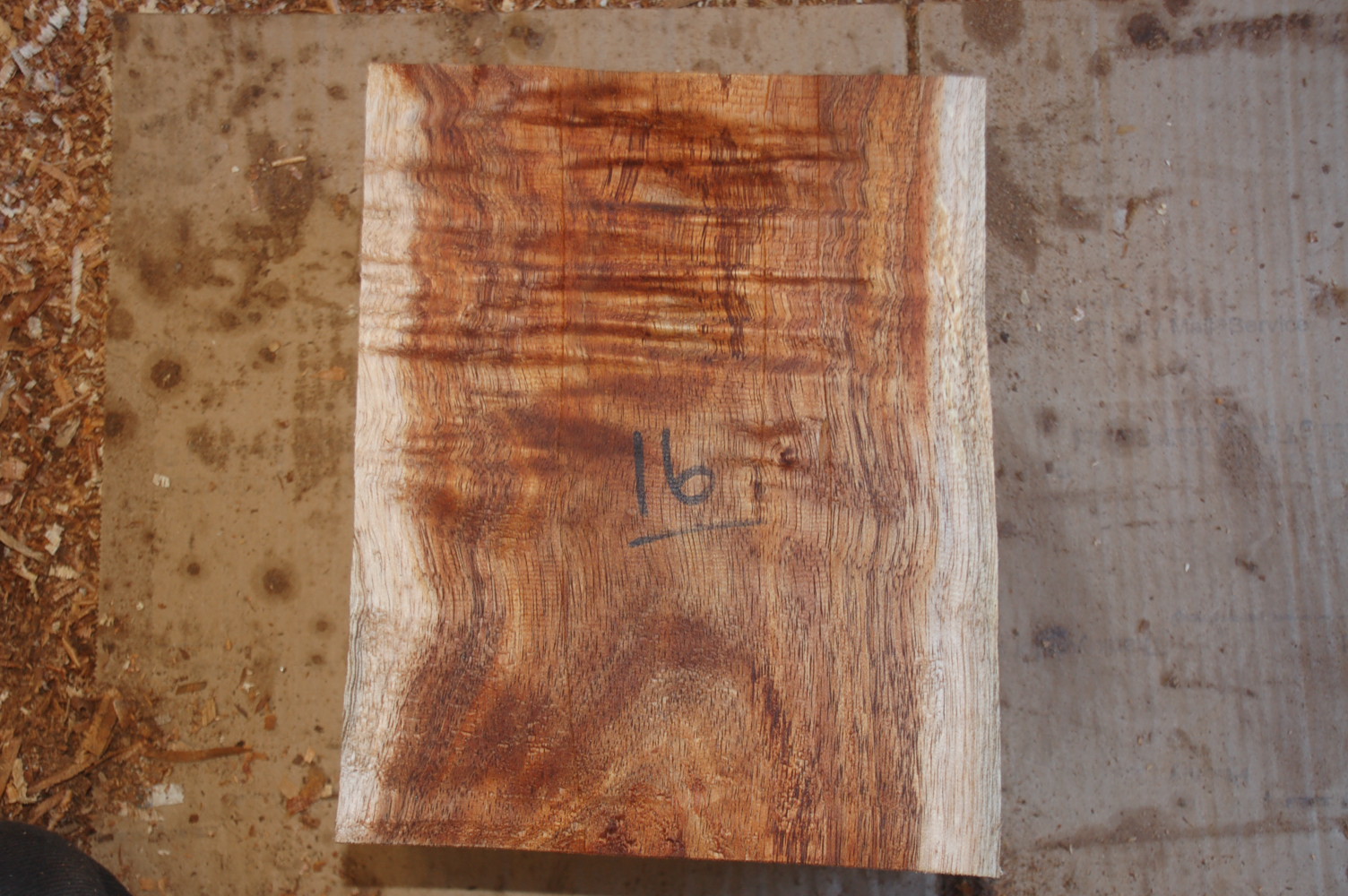 Koa Wood Bowl Blank #16