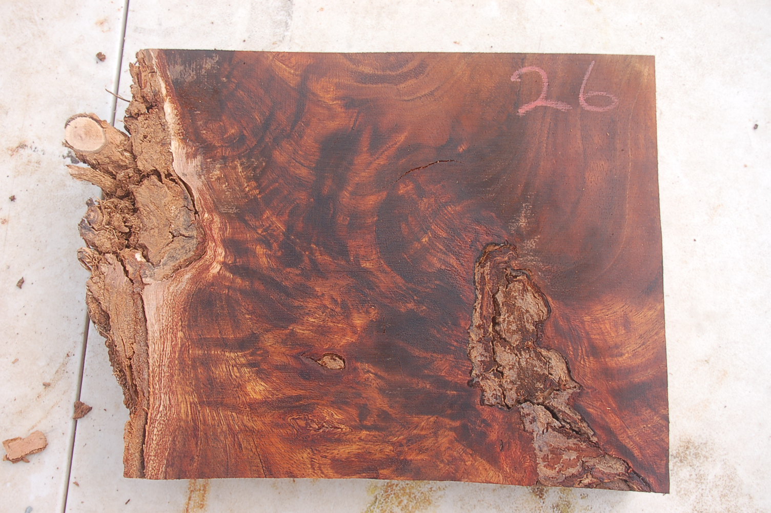 CURLY KOA Wood Bowl Blank CURLY KOA Block #26 –8x8x2 inches